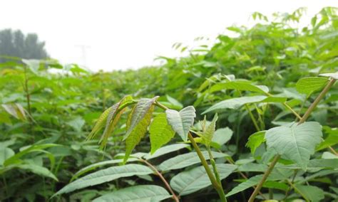 香椿树的种植|香椿树种植指南（掌握正确种植时间，让香椿树茁壮成。